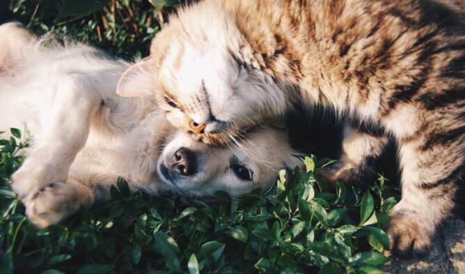 Cosa fare o non fare, quando arriva un altro animale in casa ed ho già un cane